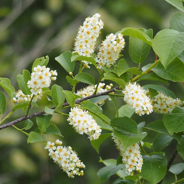 Choke Cherries flowering